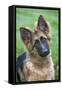 German Shepherd Puppy-null-Framed Stretched Canvas