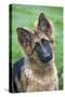 German Shepherd Puppy-null-Stretched Canvas