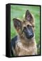 German Shepherd Puppy-null-Framed Stretched Canvas