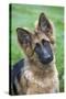 German Shepherd Puppy-null-Stretched Canvas