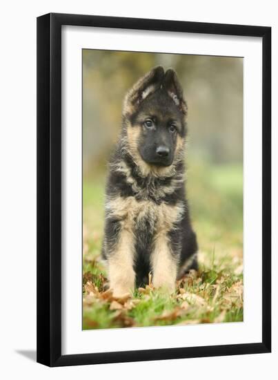 German Shepherd Puppy-null-Framed Photographic Print