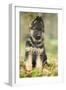 German Shepherd Puppy-null-Framed Photographic Print