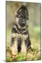 German Shepherd Puppy-null-Mounted Photographic Print