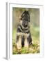 German Shepherd Puppy-null-Framed Photographic Print