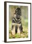 German Shepherd Puppy-null-Framed Photographic Print