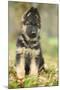 German Shepherd Puppy-null-Mounted Photographic Print