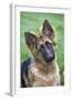 German Shepherd Puppy-null-Framed Photographic Print