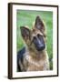 German Shepherd Puppy-null-Framed Photographic Print