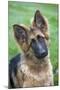 German Shepherd Puppy-null-Mounted Photographic Print