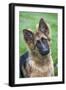 German Shepherd Puppy-null-Framed Photographic Print