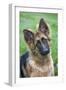 German Shepherd Puppy-null-Framed Photographic Print