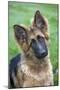 German Shepherd Puppy-null-Mounted Photographic Print