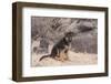 German Shepherd puppy-Zandria Muench Beraldo-Framed Photographic Print