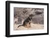 German Shepherd puppy-Zandria Muench Beraldo-Framed Photographic Print