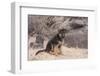 German Shepherd puppy-Zandria Muench Beraldo-Framed Photographic Print