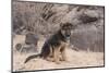 German Shepherd puppy-Zandria Muench Beraldo-Mounted Photographic Print