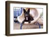 German Shepherd puppy-Zandria Muench Beraldo-Framed Photographic Print