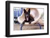 German Shepherd puppy-Zandria Muench Beraldo-Framed Photographic Print