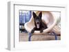 German Shepherd puppy-Zandria Muench Beraldo-Framed Photographic Print