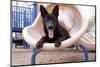 German Shepherd puppy-Zandria Muench Beraldo-Mounted Photographic Print