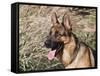 German Shepherd Sitting Alert Next to Tall Grasses in a Field-Zandria Muench Beraldo-Framed Stretched Canvas