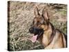 German Shepherd Sitting Alert Next to Tall Grasses in a Field-Zandria Muench Beraldo-Stretched Canvas