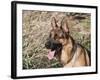 German Shepherd Sitting Alert Next to Tall Grasses in a Field-Zandria Muench Beraldo-Framed Photographic Print