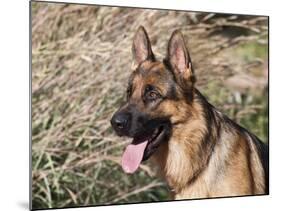 German Shepherd Sitting Alert Next to Tall Grasses in a Field-Zandria Muench Beraldo-Mounted Photographic Print