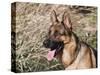 German Shepherd Sitting Alert Next to Tall Grasses in a Field-Zandria Muench Beraldo-Stretched Canvas