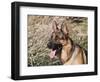 German Shepherd Sitting Alert Next to Tall Grasses in a Field-Zandria Muench Beraldo-Framed Photographic Print