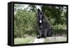 German Shepherd Sitting on Tree Stump-null-Framed Stretched Canvas