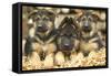 German Shepherd Three Puppies-null-Framed Stretched Canvas