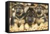 German Shepherd Three Puppies-null-Framed Stretched Canvas