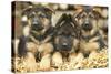 German Shepherd Three Puppies-null-Stretched Canvas