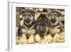 German Shepherd Three Puppies-null-Framed Photographic Print