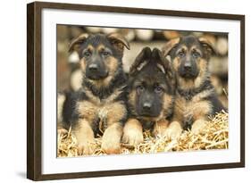 German Shepherd Three Puppies-null-Framed Photographic Print