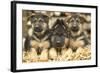 German Shepherd Three Puppies-null-Framed Photographic Print