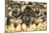 German Shepherd Three Puppies-null-Mounted Photographic Print