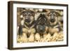 German Shepherd Three Puppies-null-Framed Photographic Print