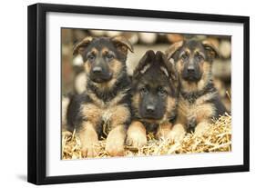 German Shepherd Three Puppies-null-Framed Photographic Print