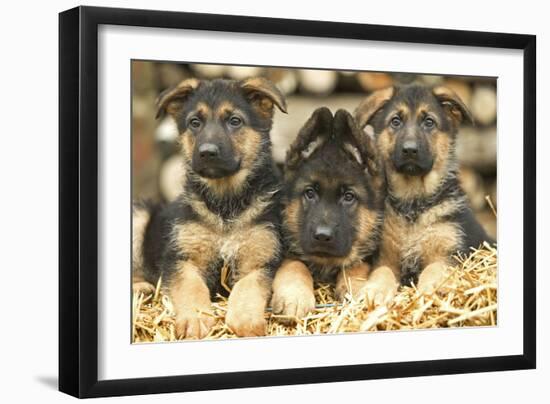 German Shepherd Three Puppies-null-Framed Photographic Print