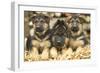 German Shepherd Three Puppies-null-Framed Photographic Print