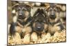 German Shepherd Three Puppies-null-Mounted Photographic Print
