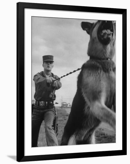 German Shepherd Trained to Protect Bombers at Sac Loring Air Force Base-null-Framed Photographic Print