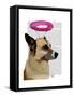 German Shepherd with Pink Halo-Fab Funky-Framed Stretched Canvas