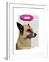 German Shepherd with Pink Halo-Fab Funky-Framed Art Print