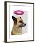 German Shepherd with Pink Halo-Fab Funky-Framed Art Print