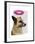 German Shepherd with Pink Halo-Fab Funky-Framed Art Print