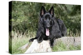 German Shepherd with Tongue Sticking Out-null-Stretched Canvas