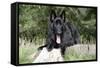 German Shepherd with Tongue Sticking Out-null-Framed Stretched Canvas